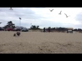 Dodger Scaring Seagulls