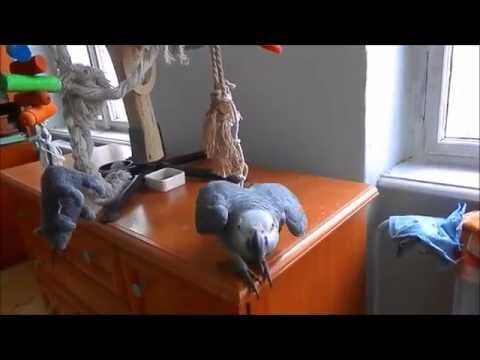 papoušek žako Bertik tancuje / african grey parrot Bertik dancing
