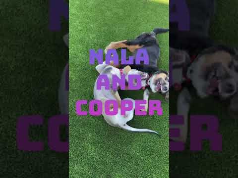 Furry Friends Care video.