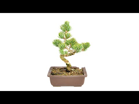 Entdecken Sie Charme und Charakter im Miniaturformat mit diesem Mädchenkiefer Bonsai