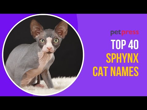 40 Unique Sphynx Cat Names You'll Love 🐱 | PetPress