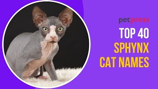40 Unique Sphynx Cat Names You'll Love 🐱 | PetPress