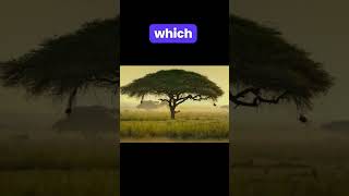 Download lagu How Acacia Trees in the African Savannah Collaborate for Survival #africa #acacias #trees #nature mp3