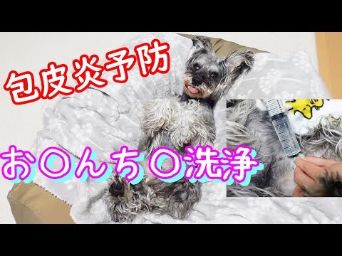 犬のペニスに膿が出る - 原因