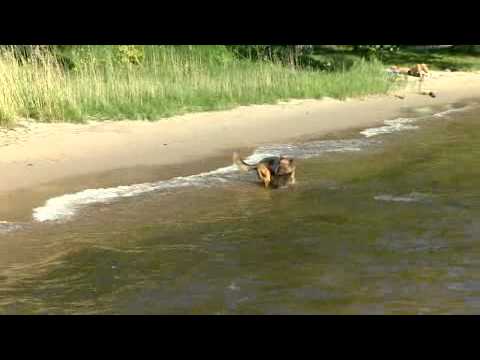 Hundar och Sommarensfaror - Alger