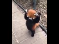 Red panda tries to intimidate human