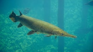 preview picture of video 'Blue Springs State Park snorkeling with hundreds of alligator gar'