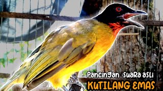 Download lagu suara asli burung kutilang emas hutan gacor untuk pemikat burung mp3 Download lagu suara asli burung kutilang emas hutan gacor untuk pemikat burung mp3