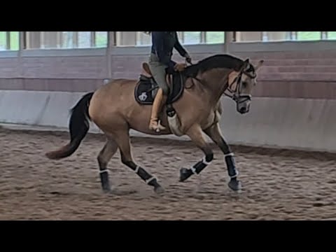 *sold* "Baroness"  5jährige liebe Stute