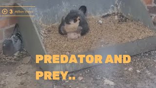 PREDATOR AND PREY IN ONE NESTING SITE.. this realy blows my mind..