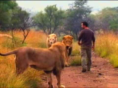 Kevin Richardson, o Encantador de Leões