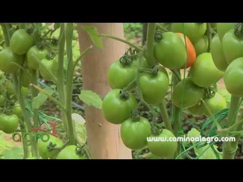 , title : 'Como producir tomate organico'