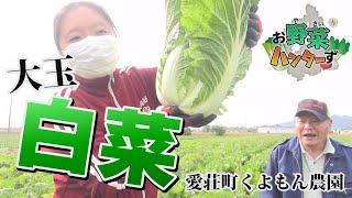 【お野菜ハンターず】大玉ハクサイ　愛荘町くよもん農園