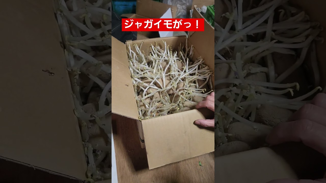 プロ農家さんもビックリ！ジャガイモがっ！とんでもない事に