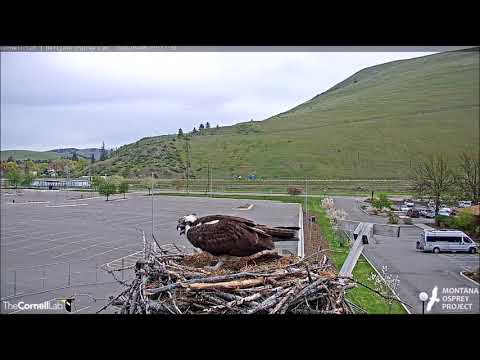 Hellgate Canyon Ospreys ~ Fast Motion, Louis Shows Up, May, 06, 2020