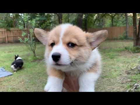 Meet Croods Litter! | 21 Corgi Puppies | LeMitri's #PuppyStream Oct 17, 2021