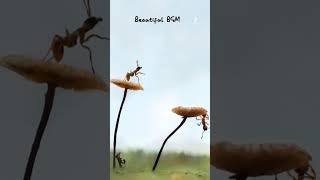 Download lagu Chinna Chinna Aasai | BGM | AR Rahman | Roja | Beautiful BGM | Shorts | Praks Universe mp3