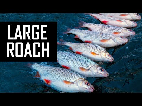 How to catch BIG ROACH on the FEEDER? 🦖