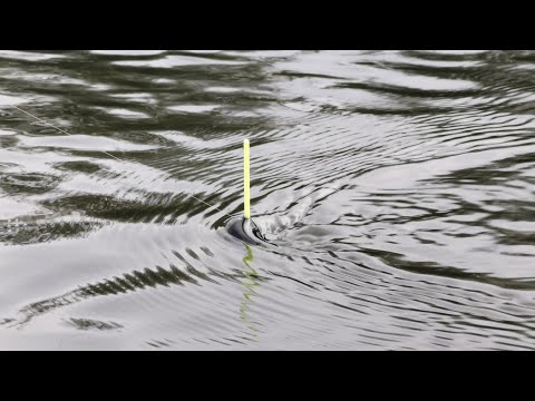 Pecanje Klena i Skobalja na plovak (Daiwa Bolognese) Pecanje na hleb