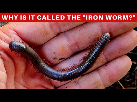 Mnohonôžka americká (Narceus americanus) — terárium, kŕmenie a správanie
