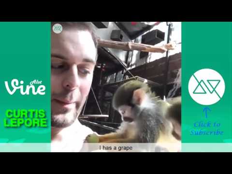 Ultimate Curtis Lepore Vine Compilation with Titles - All Curtis Lepore Vines 2015 - Top V
