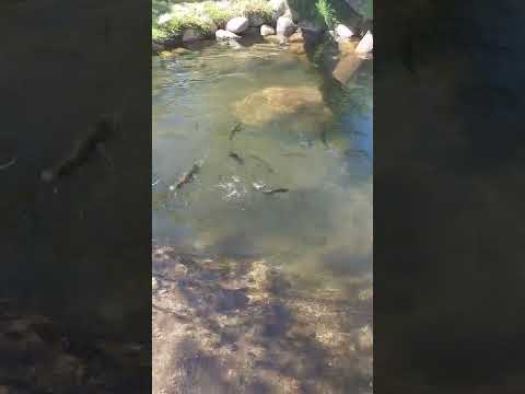 Feeding my backyard Trout. I've got about 25 rainbows and browns ranging up to 3 pounds