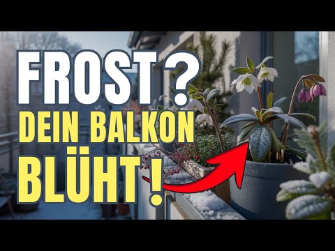 Winterharte Pflanzen für den Balkon: So blüht er von November bis März!