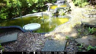A robin loves the big bird bath! :)