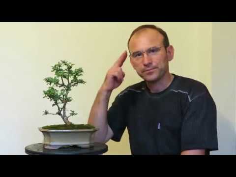 Berberis proiect bonsai