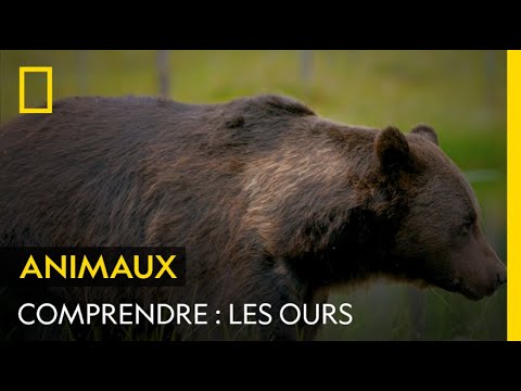 COMPRENDRE : Les ours