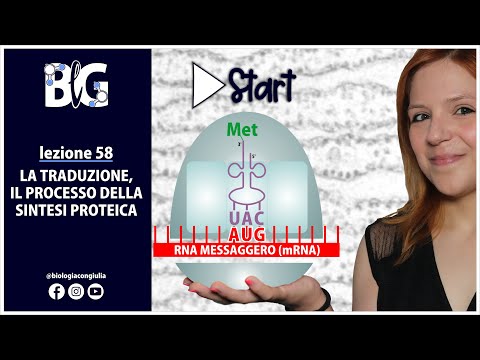 La TRADUZIONE - il processo della SINTESI PROTEICA