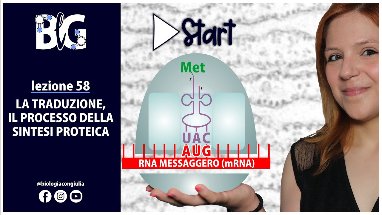 La TRADUZIONE - il processo della SINTESI PROTEICA