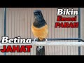 Pancingan Murai Batu Betina JAHAT Bikin Emosi PARAH