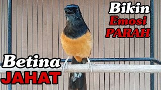 Download lagu Pancingan Murai batu Betina JAHAT Bikin Emosi PARAH mp3 Download lagu Pancingan Murai batu Betina JAHAT Bikin Emosi PARAH mp3