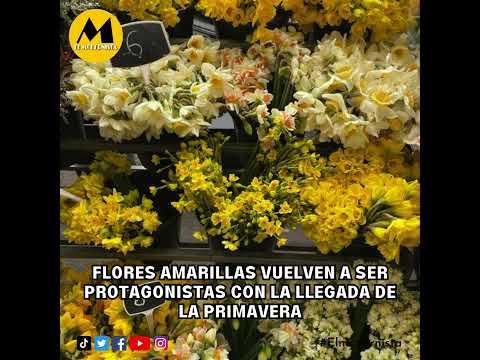🌻💛 FLORES AMARILLAS VUELVEN A SER PROTAGONISTAS CON LA LLEGADA DE LA PRIMAVERA