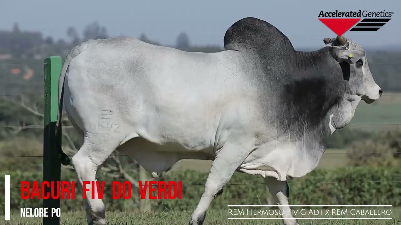 Vídeo BACURI FIV DO VERDI
