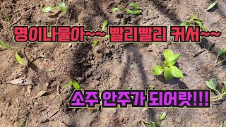 명이나물!! 내 기필코 심어먹는다!!!(2탄)