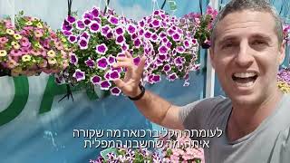 מה ההבדל בין פטוניה עונתית  לפטוניה מפלית (קליברכואה)