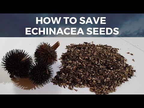 How to Save Echinacea seeds: quick and easy way for how to save coneflower seeds