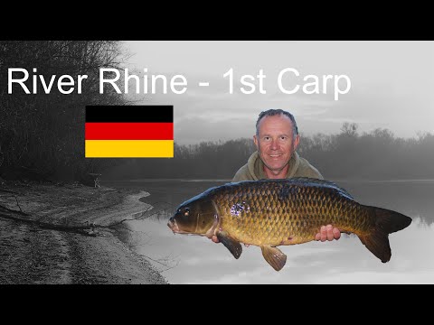 Carp Fishing - River Rhein Germany