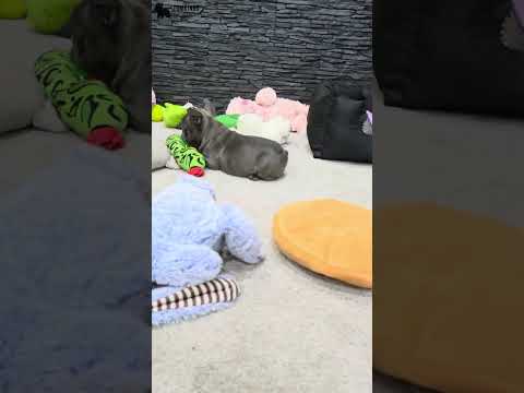 Video 5