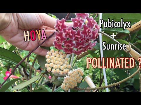 , title : 'Hoya sunrise + pubicalyx = pollinated ? Bloom | cẩm cù ra hoa thụ phấn ?'