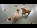 Wooden Cow