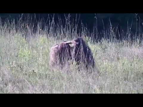 Djuma: Chacma Baboons grooming, Waterbuck and Wildebeest bull - 16:43 - 12/02/2022