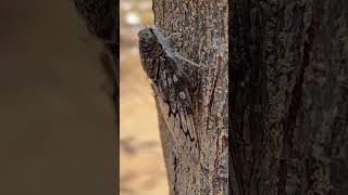 ആരെയും ഇത് പോലെ വെറുപ്പിക്കരുത്😡😡 bangalore #creature #creatures #forest #tree #sound