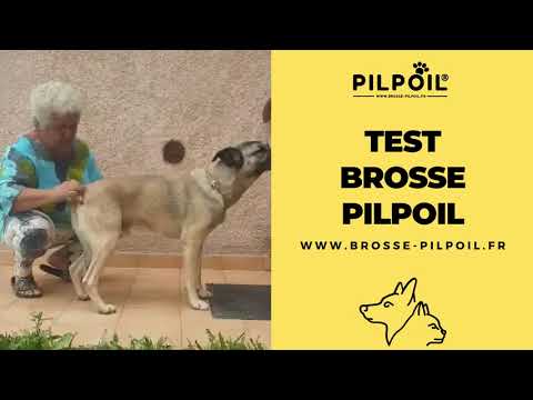 Vidéo client chien poils courts 7