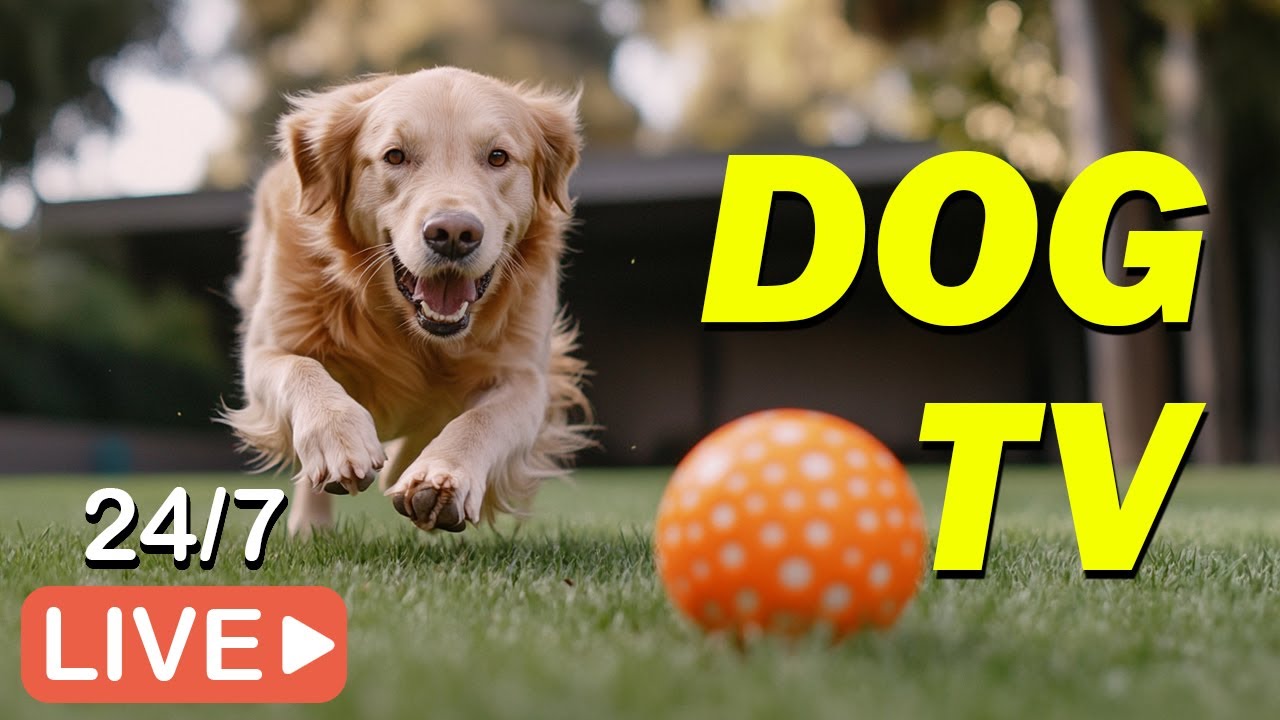 🔴[LIVE] DOG TV🐶Video Entertainment to Calm Dogs at Home💖Anti-Anxiety Music for Dogs When Home Alone