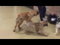 LEONBERGER PUPPYS BERT AND ERNIE