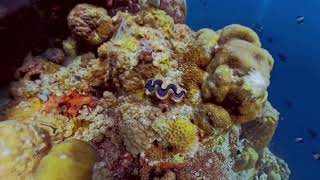 Test ver.) 2026 Jan 14 50th DIVE MALDIVES