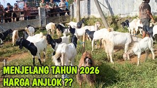 Download lagu 1.3 Million for 2 Males!! LATEST GOAT PRICE UPDATE AT PULE MARKET, TRENGGALEK @HargaTernak mp3 Download lagu 1.3 Million for 2 Males!! LATEST GOAT PRICE UPDATE AT PULE MARKET, TRENGGALEK @HargaTernak mp3